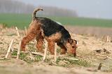 WELSH TERRIER 084